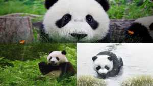 Cute Panda Animated Wallpaper